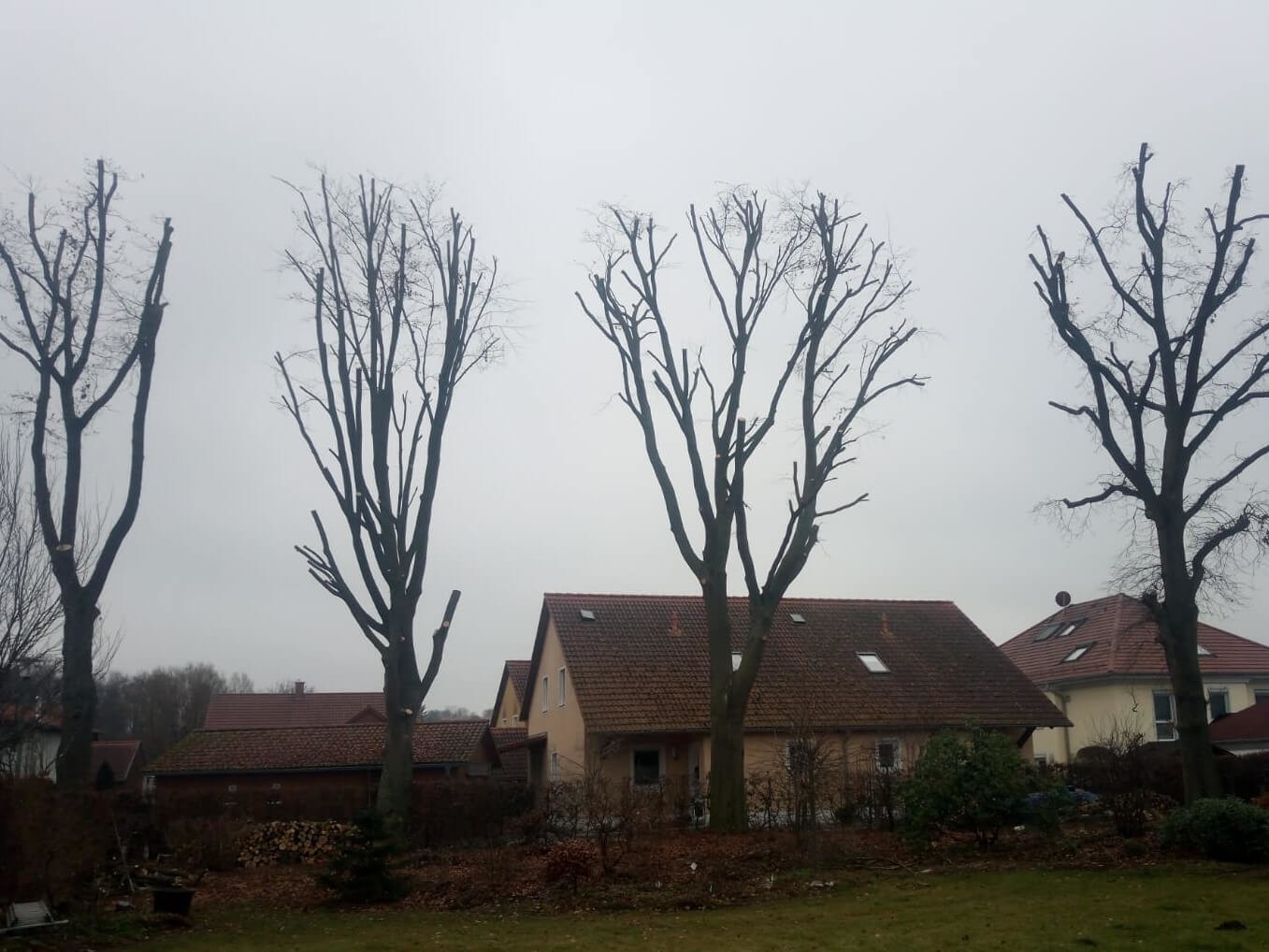 Baumkronen Zuschnitt