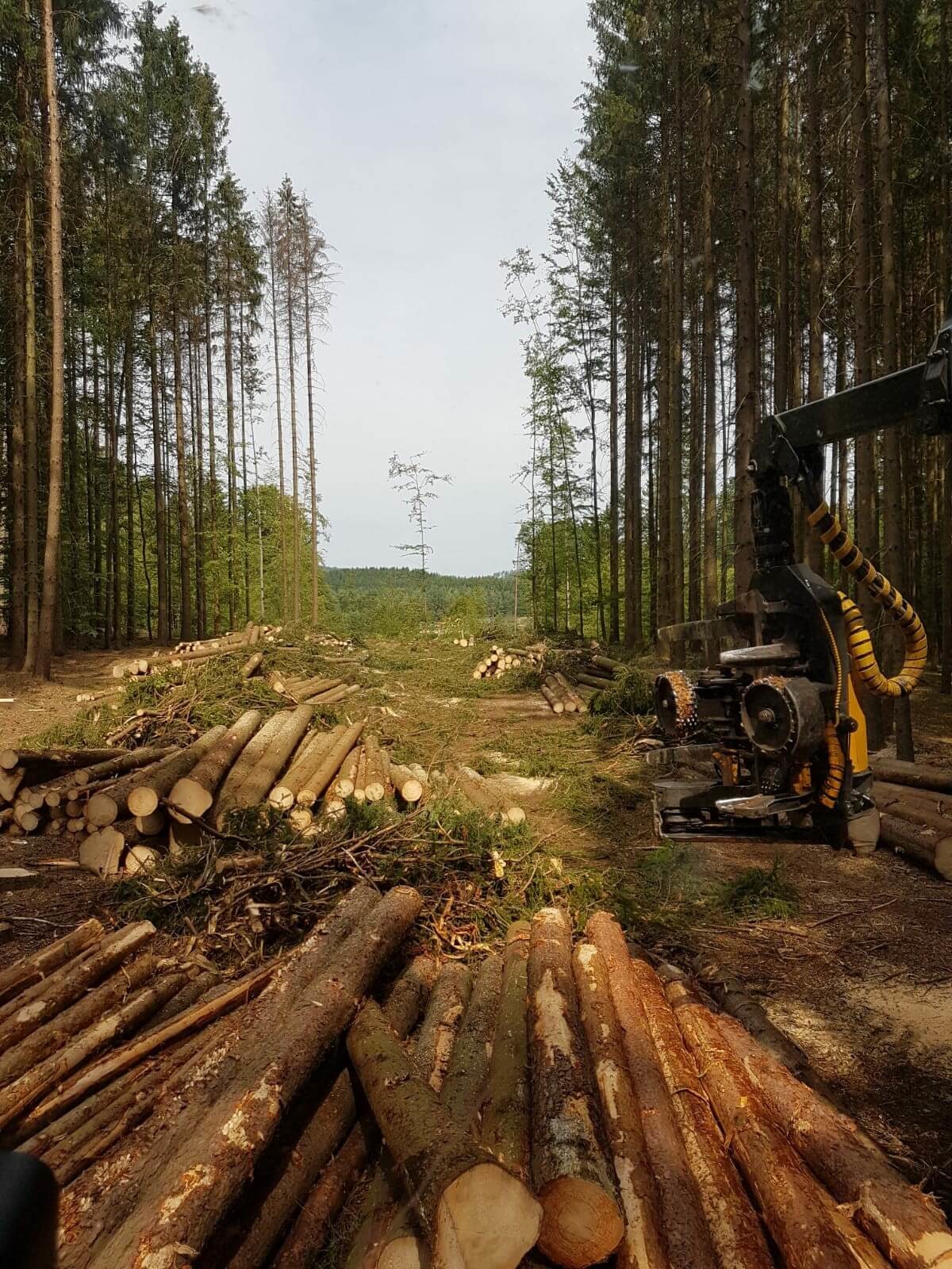 Harvester mit den verschiedenen Holzsortimenten.