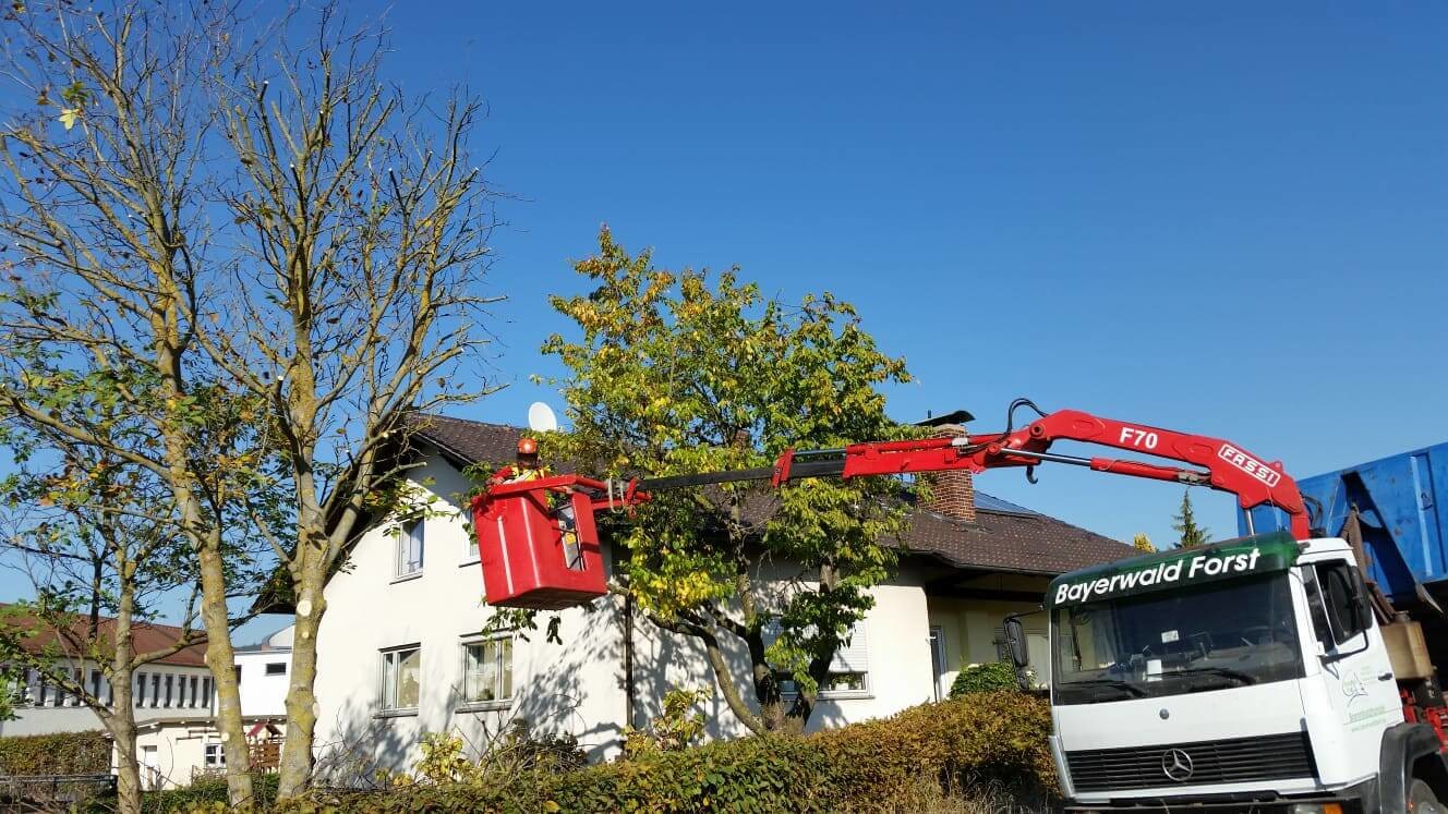 Problembaumfällung mit LKW Hebebühne.