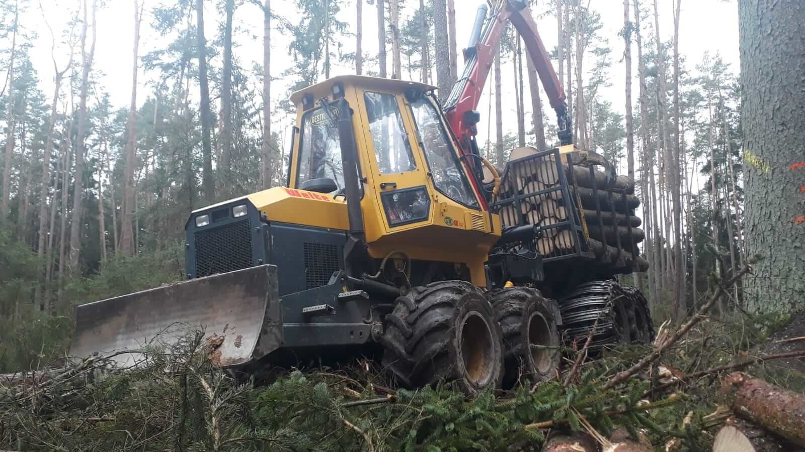 Rückezug im Wald.